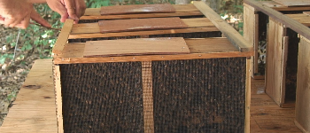 Packages of Honey Bees