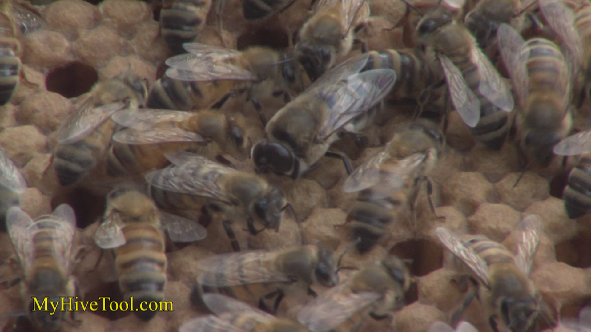 Drones the male Honey Bee-video